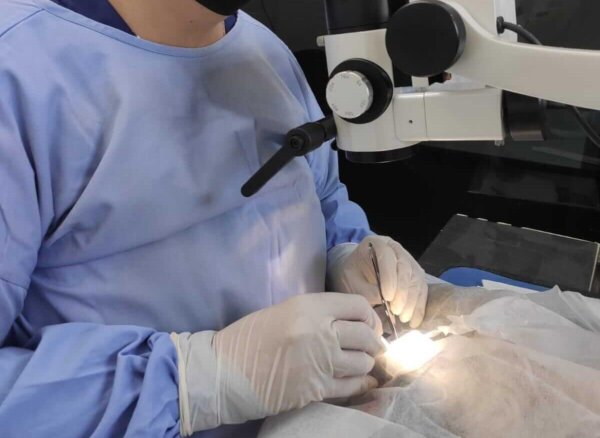 Cirurgia oftalmologia Clínica Animal